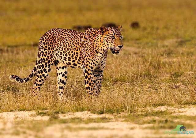 beach-wildlife-and-some-adventure