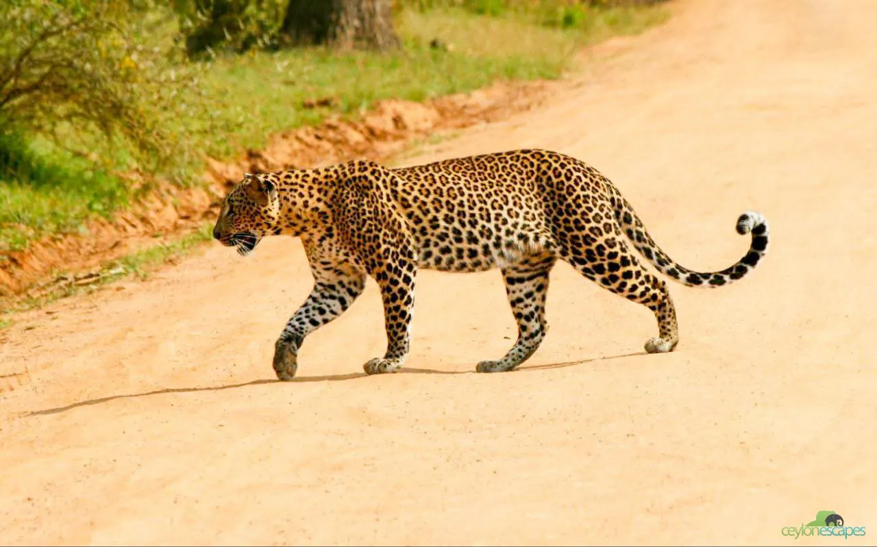 East Coast Special Gallery 1