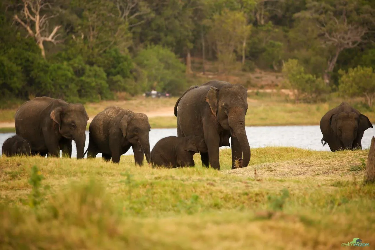 East Coast Special Gallery 3