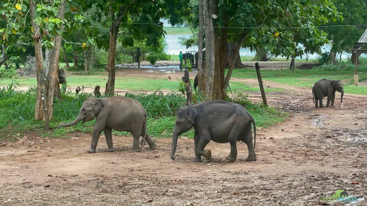 kandy