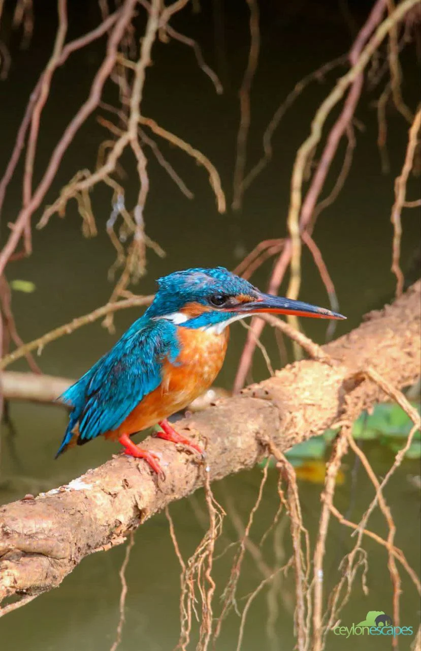 South Coast Winter Break 9