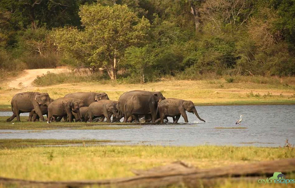 wild-life-and-adventure