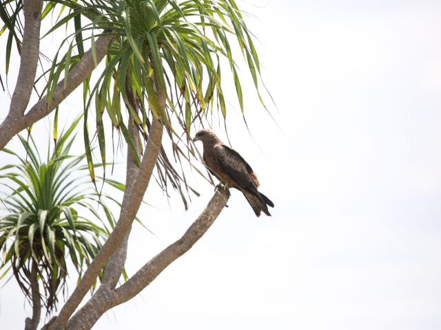 Birdwatching in Jaffna