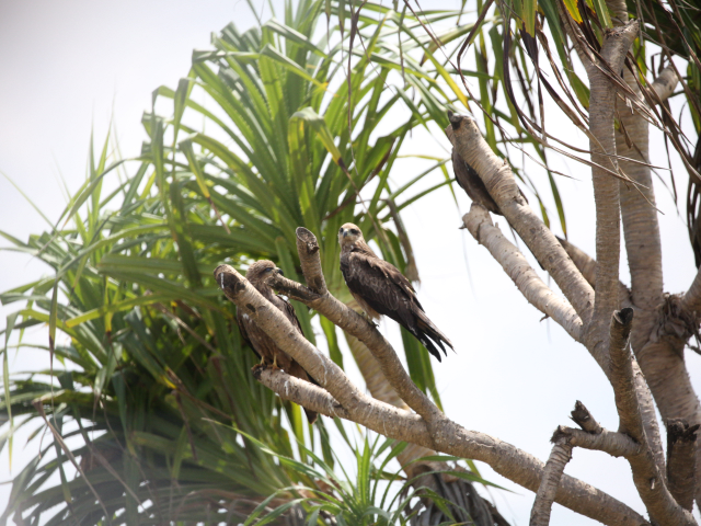Birdwatching in Jaffna