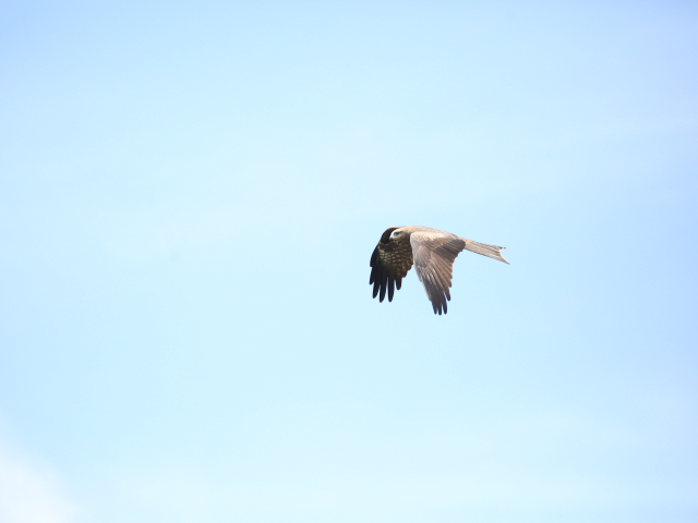 Birdwatching in Jaffna