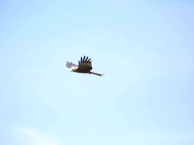 Birdwatching in Jaffna