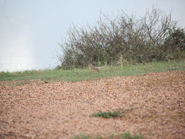 Birdwatching in Jaffna