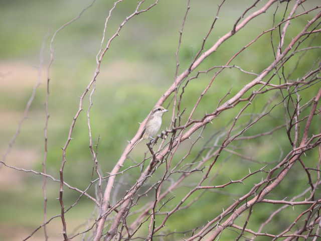 Birdwatching in Jaffna