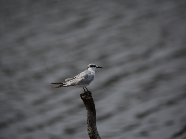 Birdwatching in Jaffna