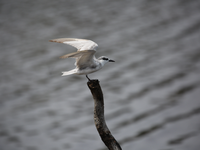 Birdwatching in Jaffna