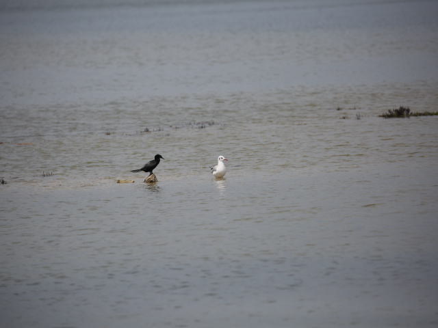 Birdwatching in Jaffna