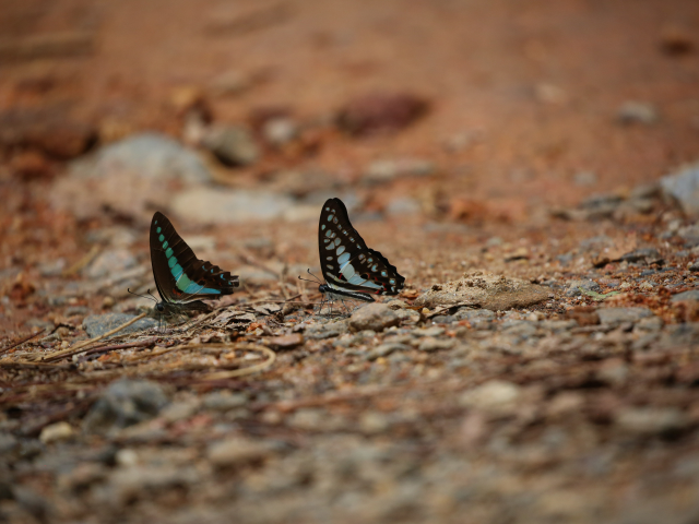 Kanneliya Forest reserve