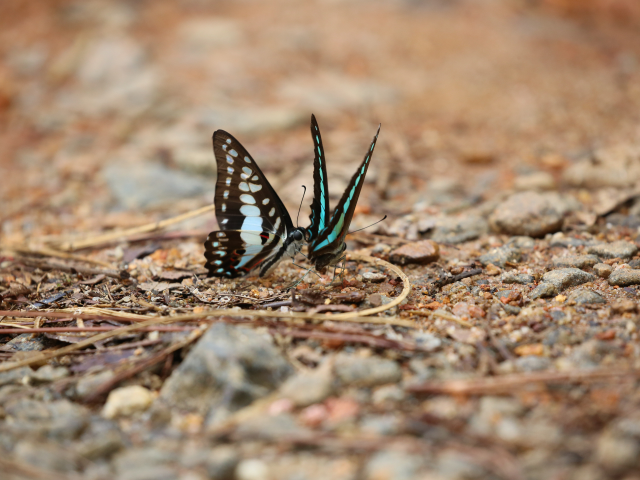 Kanneliya Forest reserve