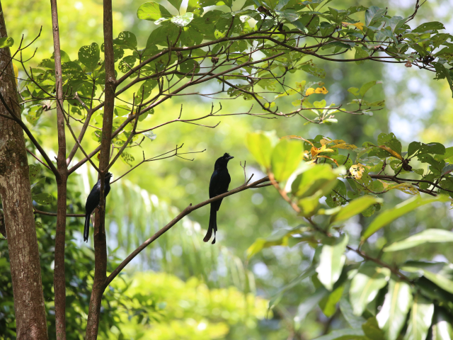 Kanneliya Forest reserve