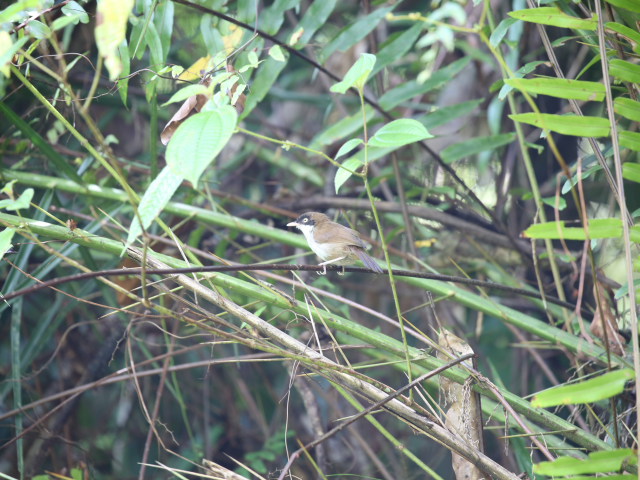 Kanneliya Forest reserve