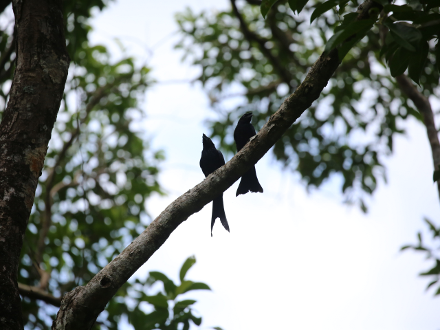 Kanneliya Forest reserve