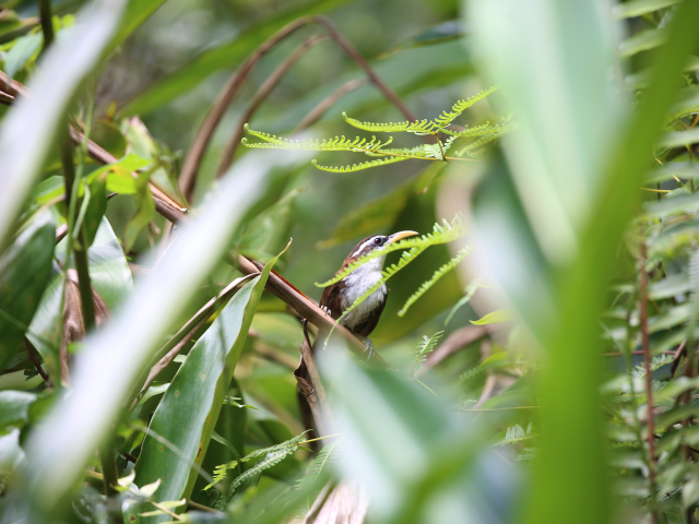 Kanneliya Forest reserve