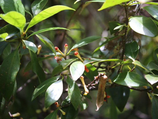 Kanneliya Forest reserve