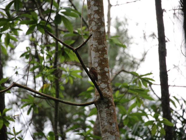 Kanneliya Forest reserve