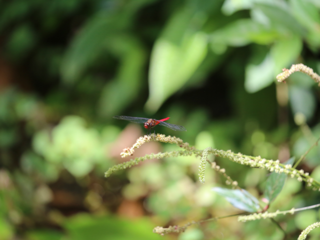 Kanneliya Forest reserve