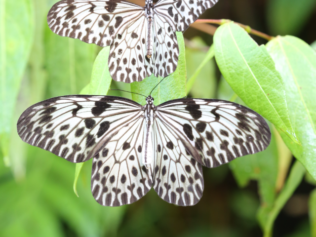 Kanneliya Forest reserve