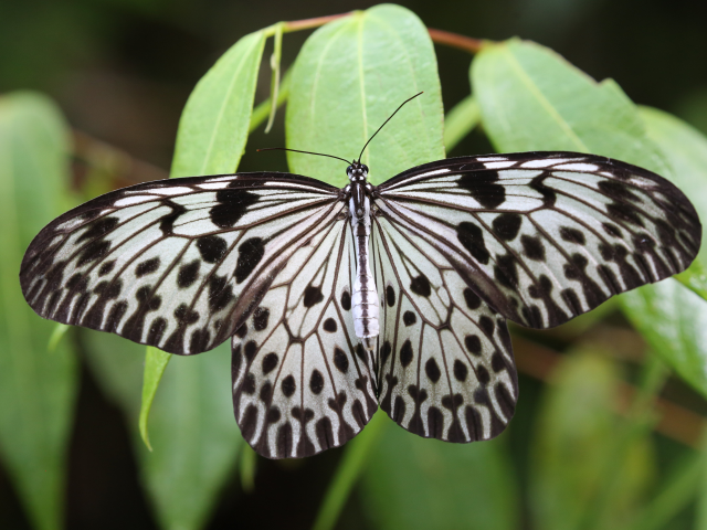 Kanneliya Forest reserve