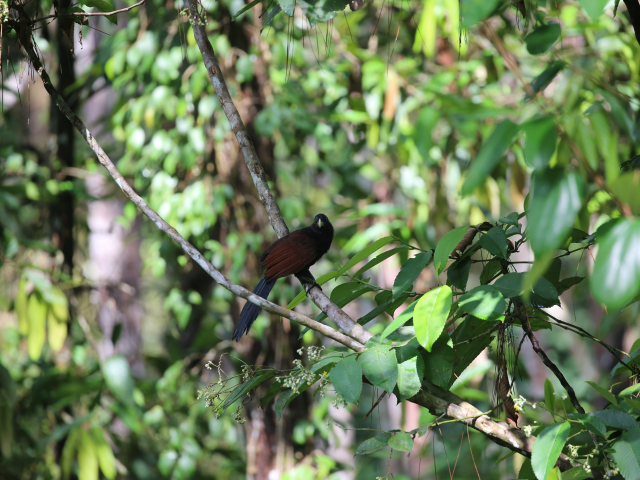 Kanneliya Forest reserve