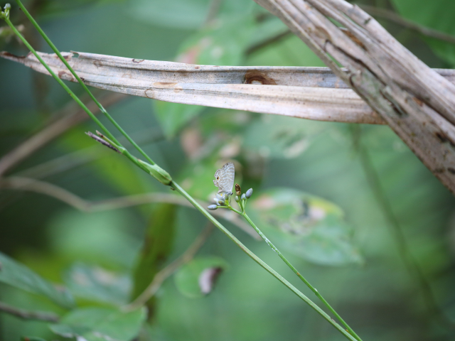 Kanneliya Forest reserve