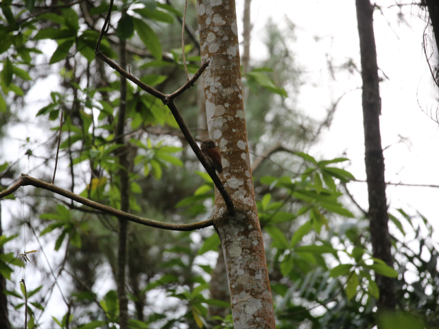Kithulgala Rainforest hike