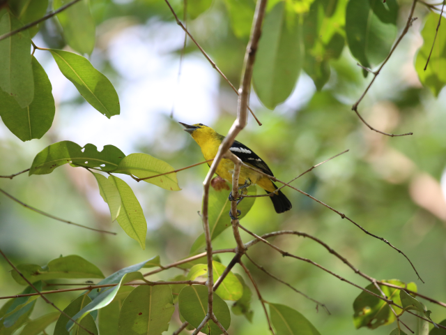 Kithulgala Rainforest hike