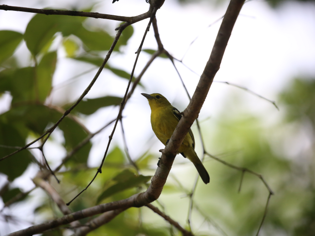 Kithulgala Rainforest hike