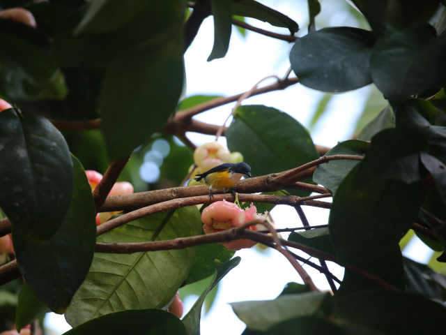 Kithulgala Rainforest hike