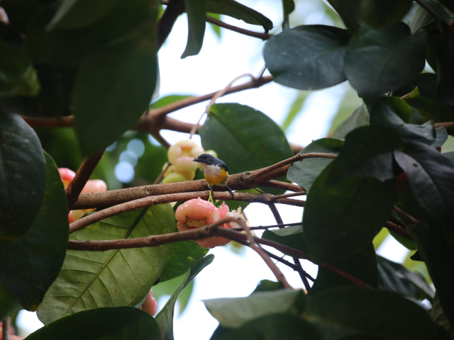 Kithulgala Rainforest hike