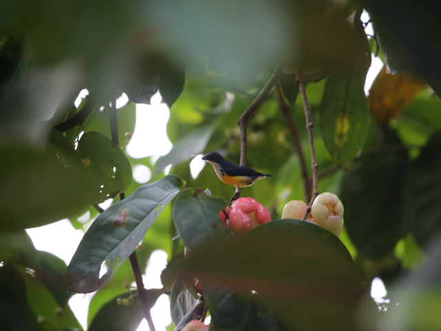 Kithulgala Rainforest hike