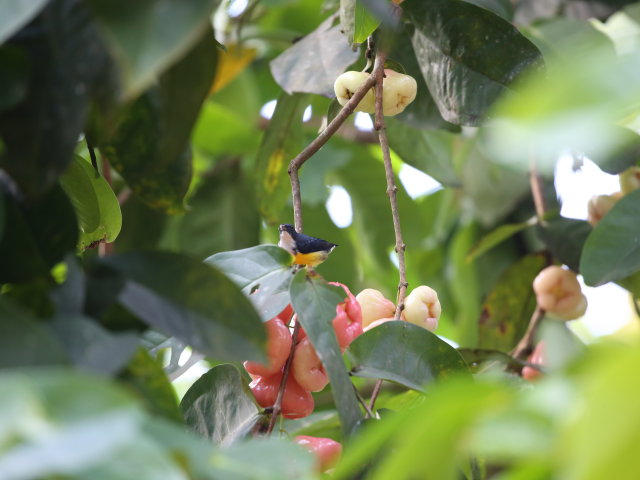 Kithulgala Rainforest hike