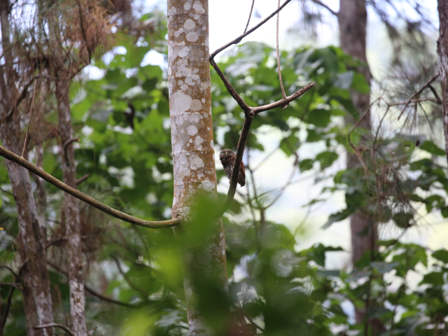 Kithulgala Rainforest hike
