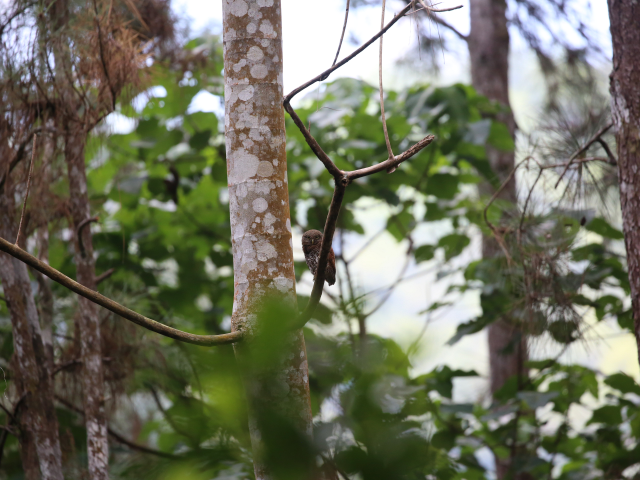 Kithulgala Rainforest hike
