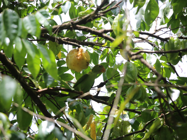 Kithulgala Rainforest hike