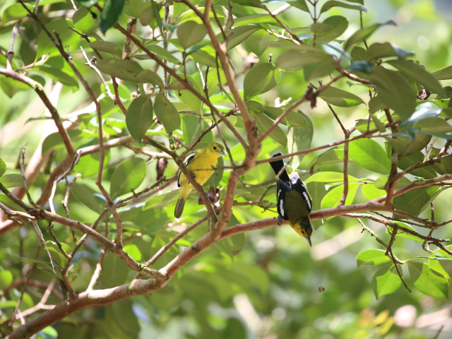 Kithulgala Rainforest hike