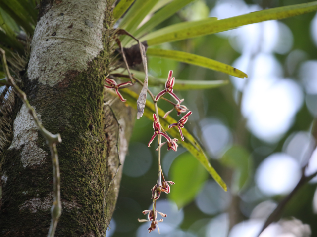 Kottawa Forest reserve