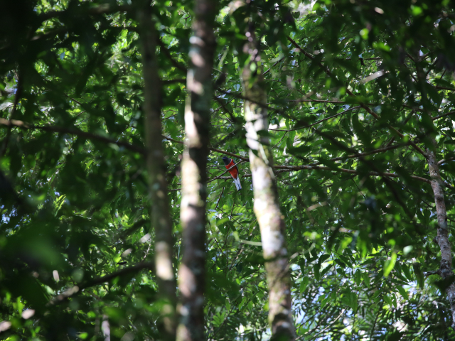 Kottawa Forest reserve