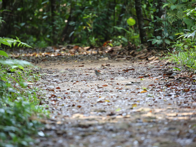 Kottawa Forest reserve