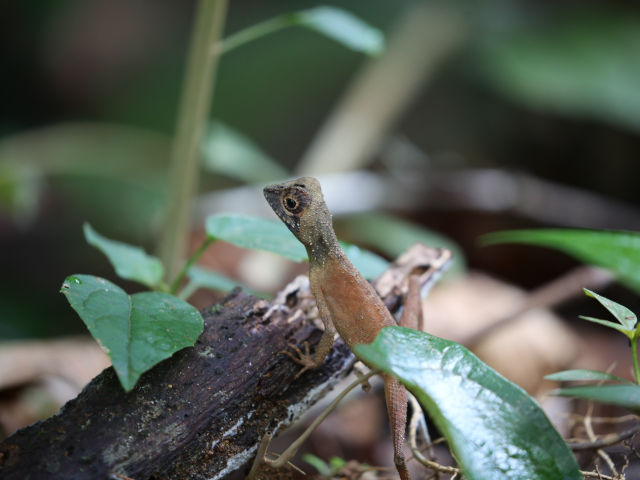 Kottawa Forest reserve