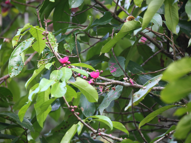 Kottawa Forest reserve