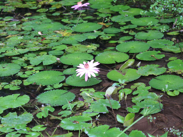 Kottawa Forest reserve