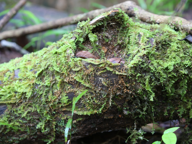 Kottawa Forest reserve