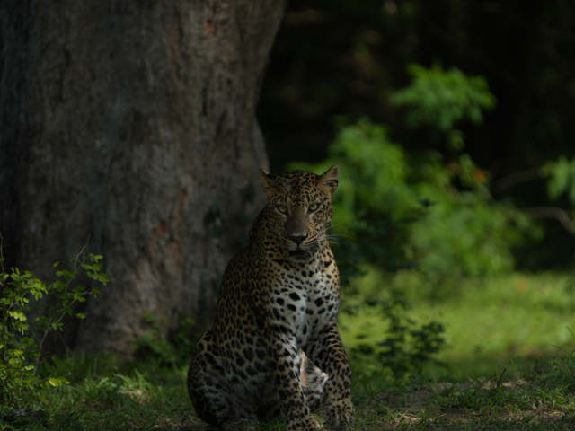 Kumana National Park and Bird Sanctuary