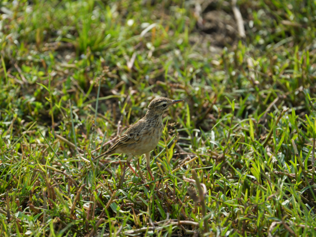 Kumana National Park and Bird Sanctuary