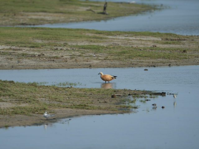 Kumana National Park and Bird Sanctuary