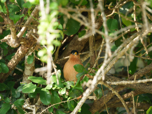 Kumana National Park and Bird Sanctuary